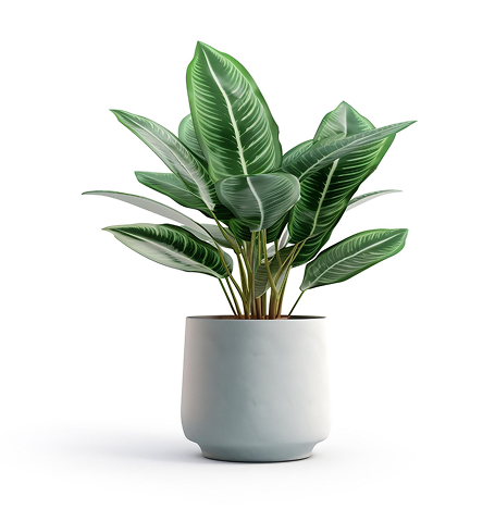 Kodu house plant