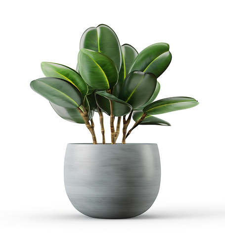 Kodu outdoor plant