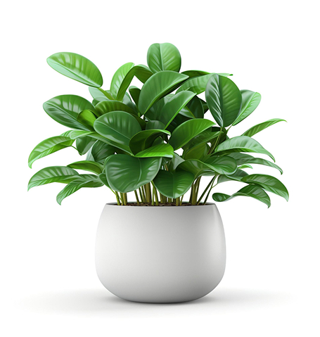 Kodu succulents